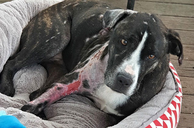 rocky recovered thanks to rspca fundraisers